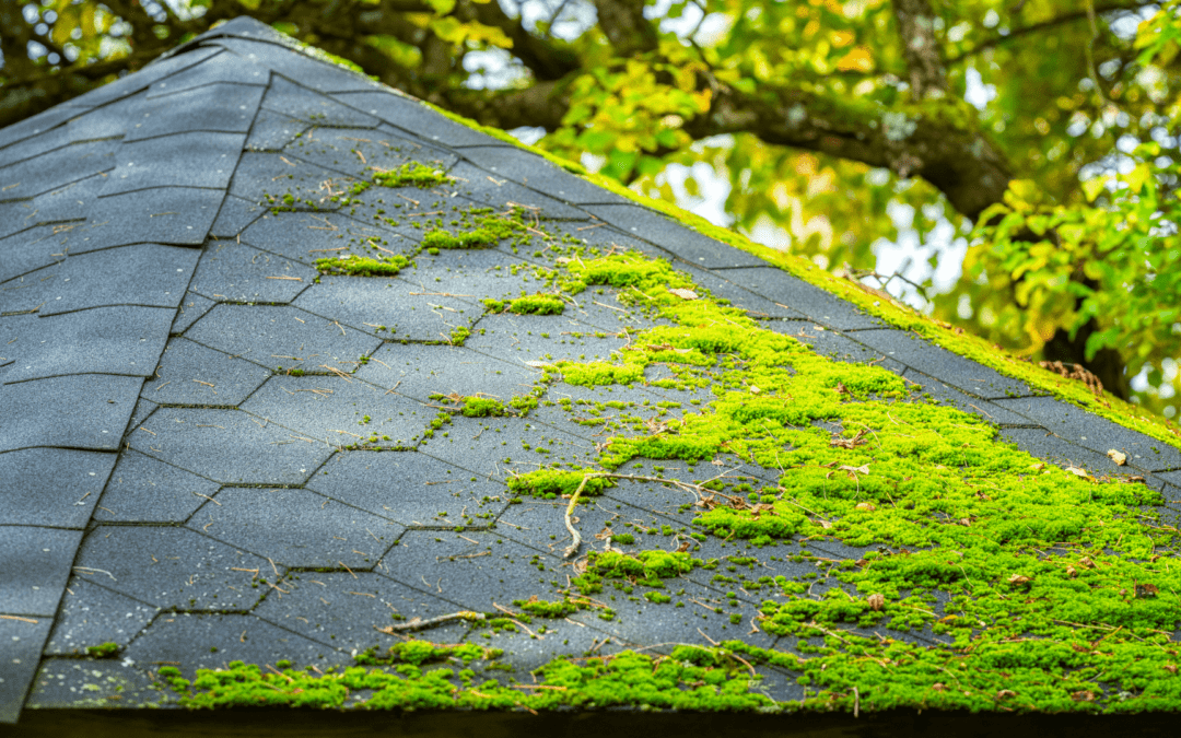 How to remove mold from roof