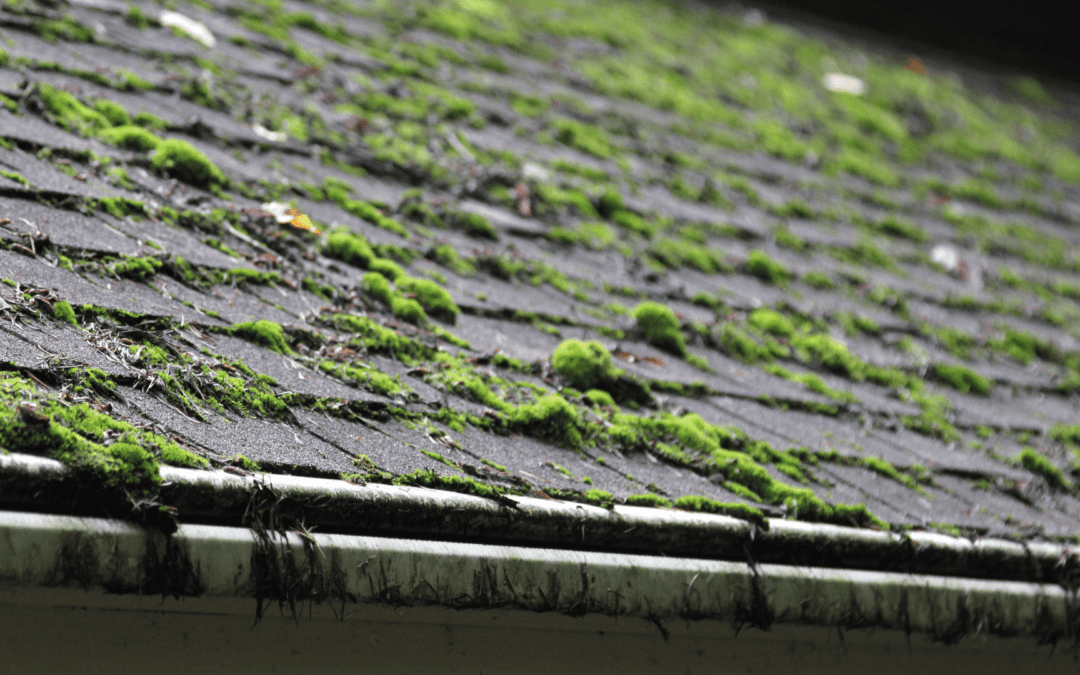 Moss on Asphalt Shingle Roof